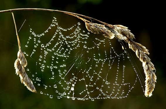 Les pensées sont des amies, non des ennemies.