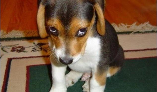 Protocole d’excuse à l’école avec Sylvie